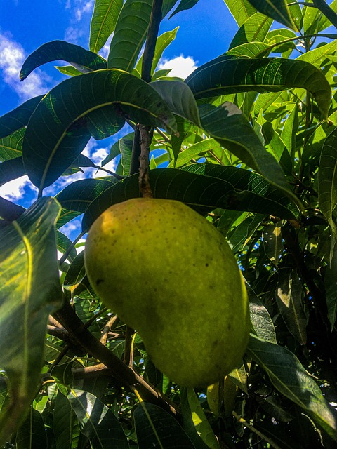 Free Mango Fruit photo and picture