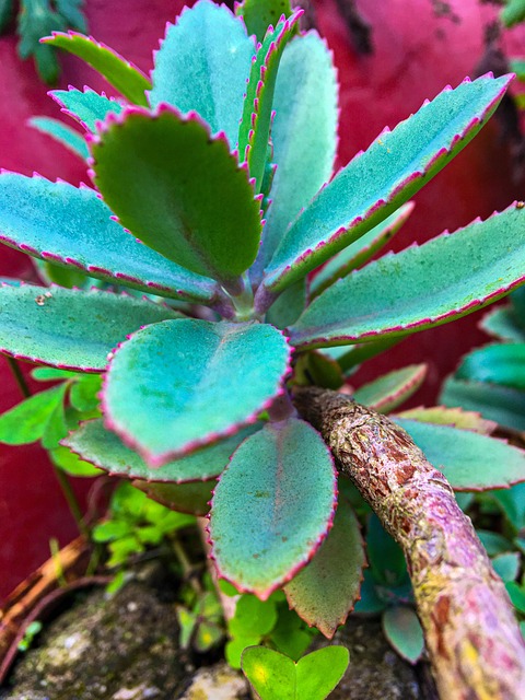 Free Nature Plants photo and picture
