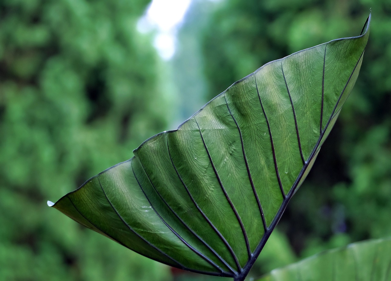 leaves, plant, green, anthurium, nature