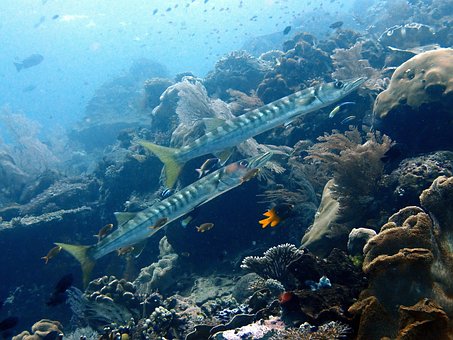 Barracuda, Fisk, Undervands, Lys