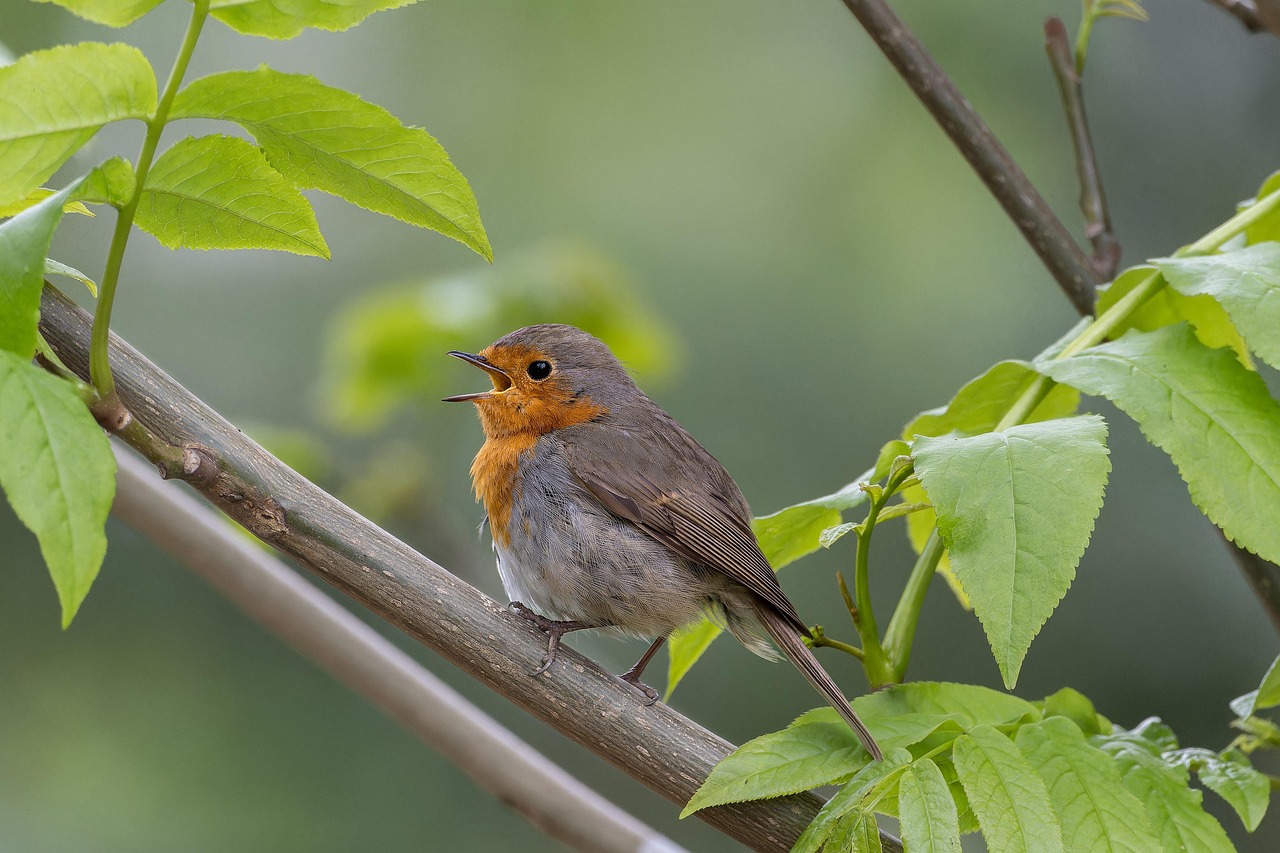 200 000 Free Hd Birds Bird Images Pixabay