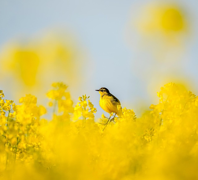 Fugl, Blomst Tapet, Blomst Baggrund