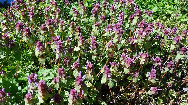 Lila Licht, Kräuter, Natur, Blumen