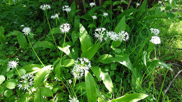 Wilder Knoblauch, Natur, Garten, Feder