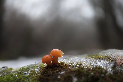 Free Mushrooms Moss photo and picture