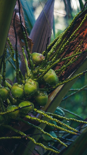 Free Nature Tree photo and picture