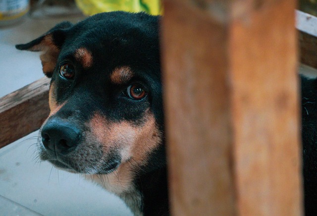 Free Dog Animal photo and picture