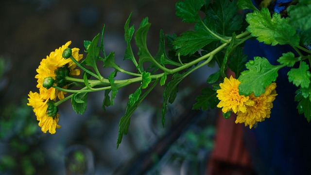 Free Nature Rain photo and picture