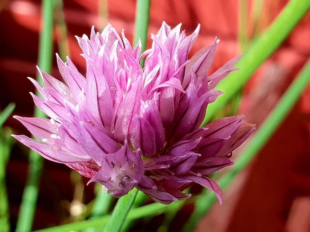 Free Flower Vegetable Garden photo and picture