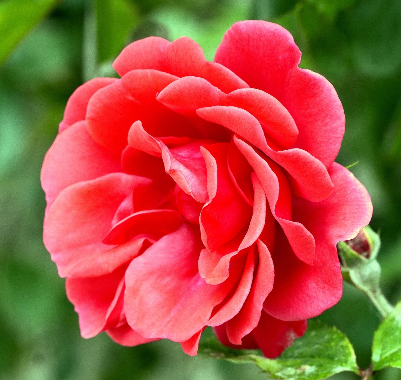 rose-red-flower-free-photo-on-pixabay