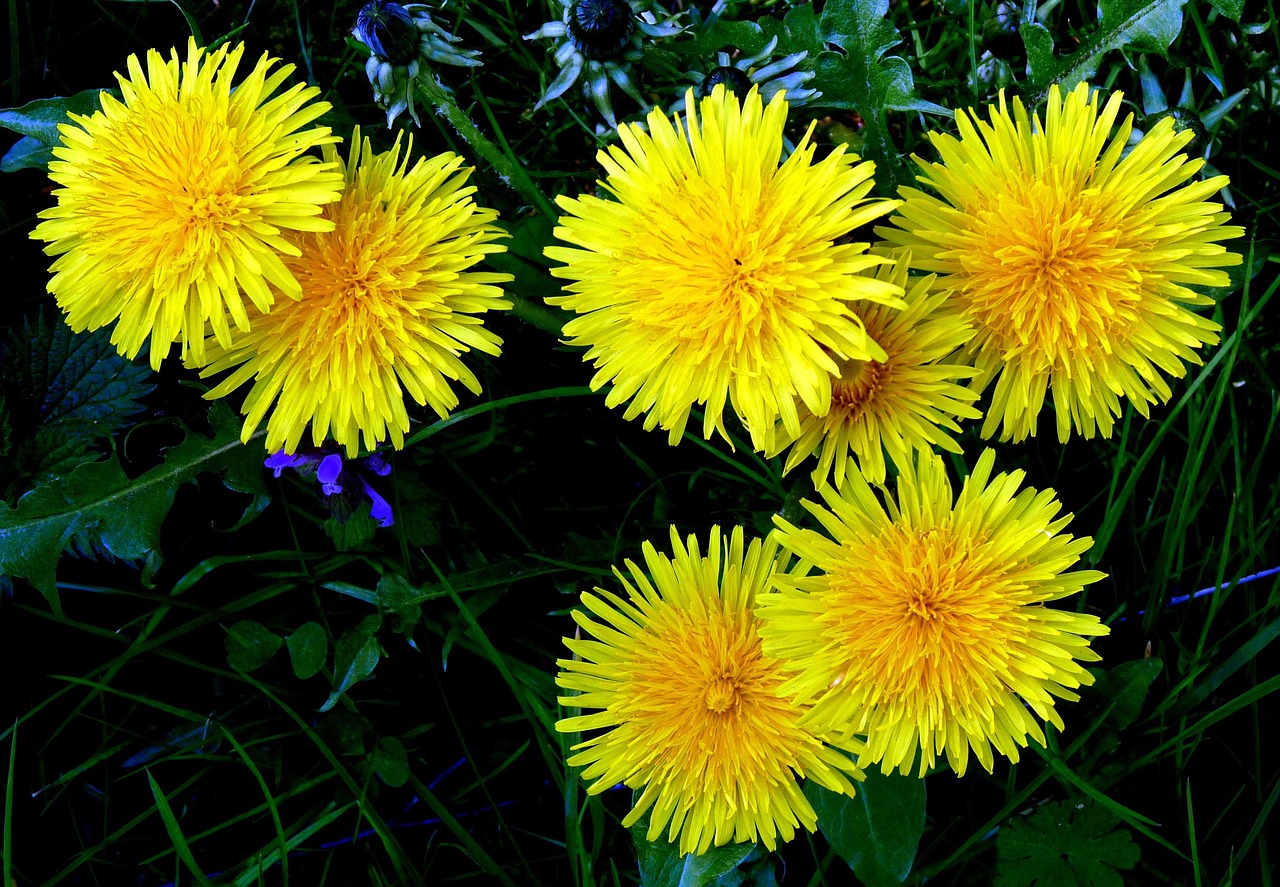 Buttercups Yellow Nature Free photo on Pixabay Pixabay