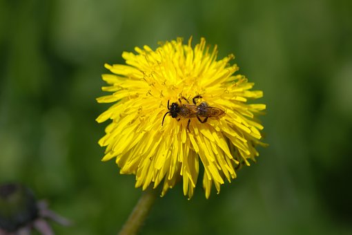 Free Flower Pollination photo and picture