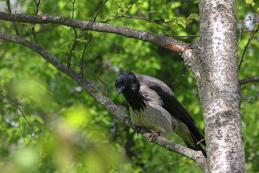 Free Bird Hooded Crow photo and picture