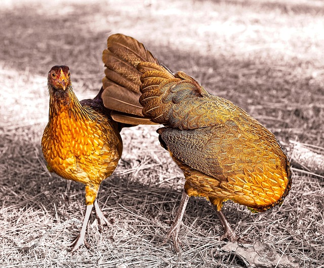 Free Chickens Hens photo and picture
