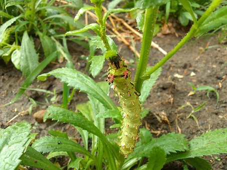 Free Caterpillar Insect photo and picture