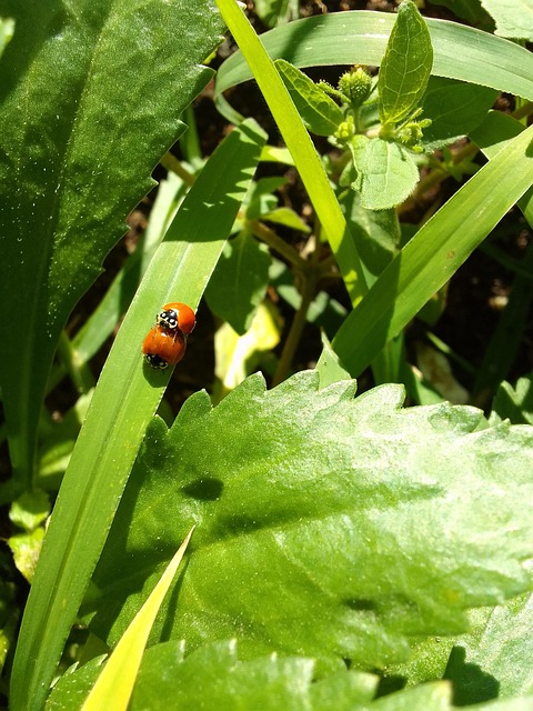 Free Entomology Insect photo and picture