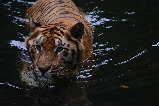 Free Tiger Cat photo and picture