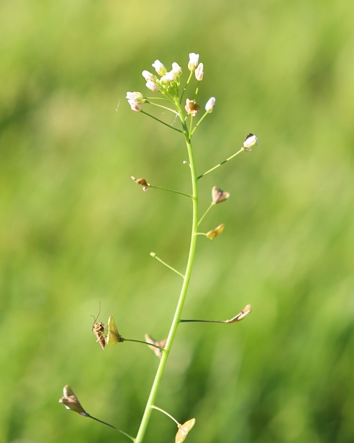 Free Nature Meadow photo and picture