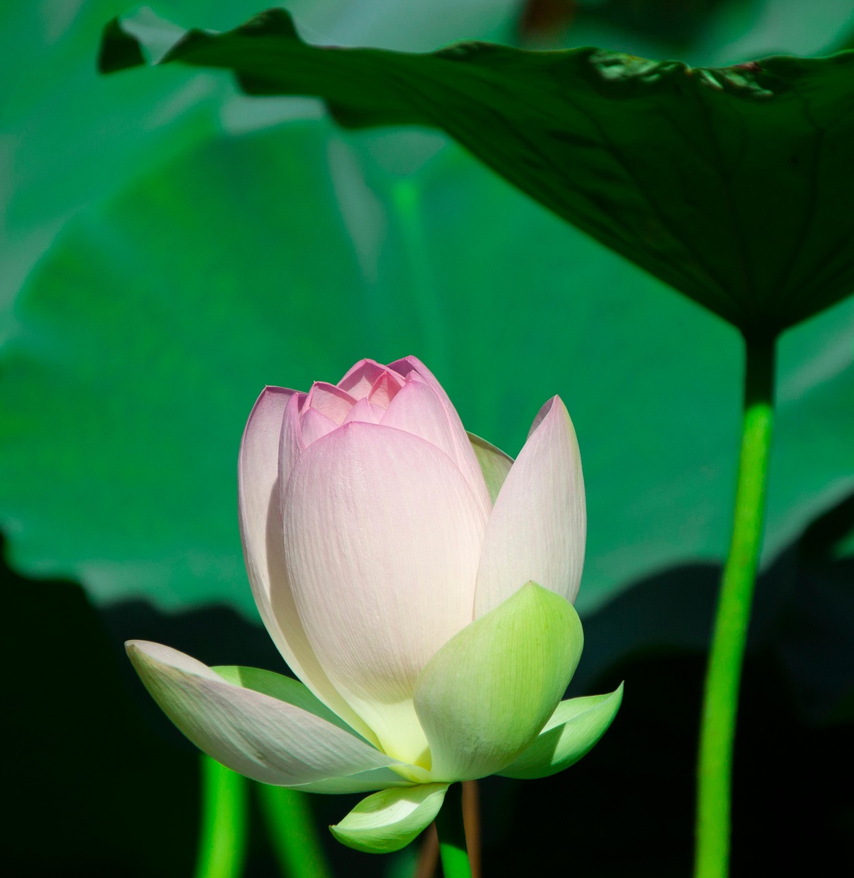 Flor Loto De - Foto gratis en Pixabay - Pixabay