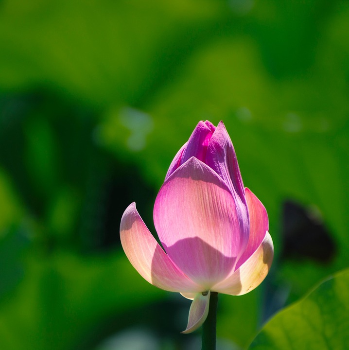 Flower Lotus Blooming Pink - Free photo on Pixabay