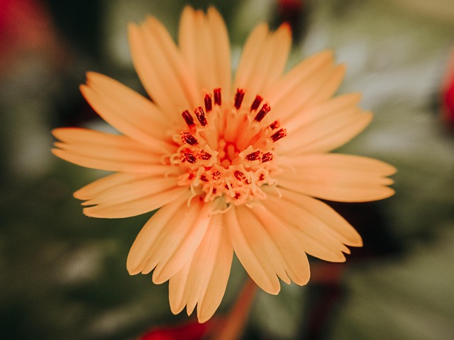 Floare, Petale, Infloreste, A Închide