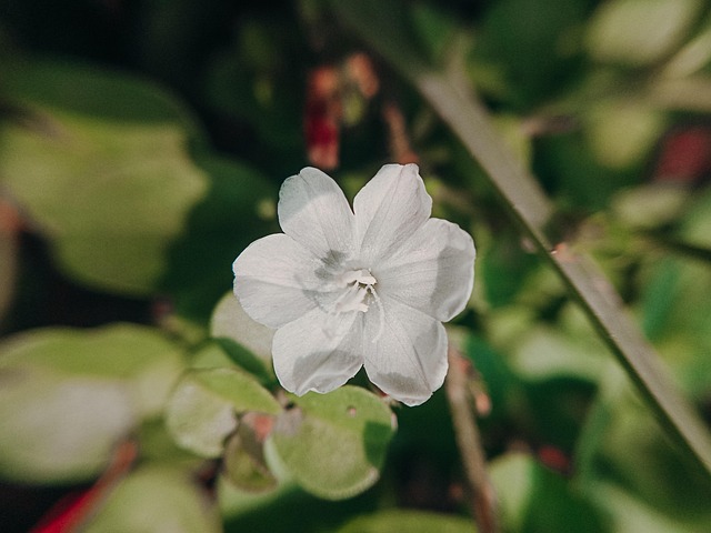 Floare, Petale, Infloreste, Alb