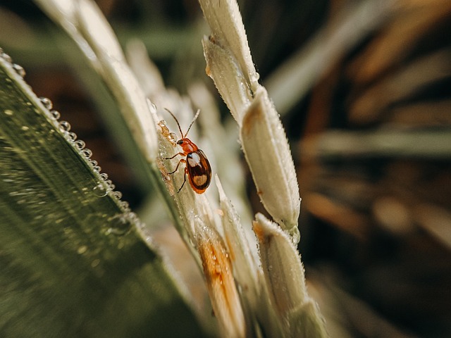 Buburuză, Insectă, Aripi, Pete, Larvă