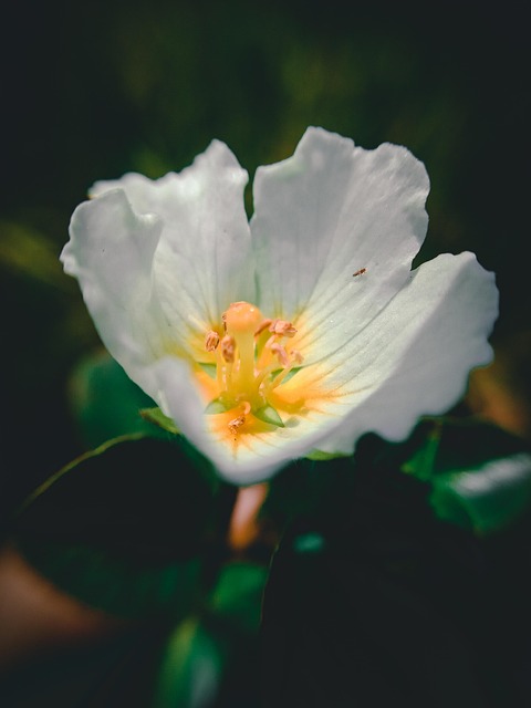 Floare, Petale, Infloreste, Alb