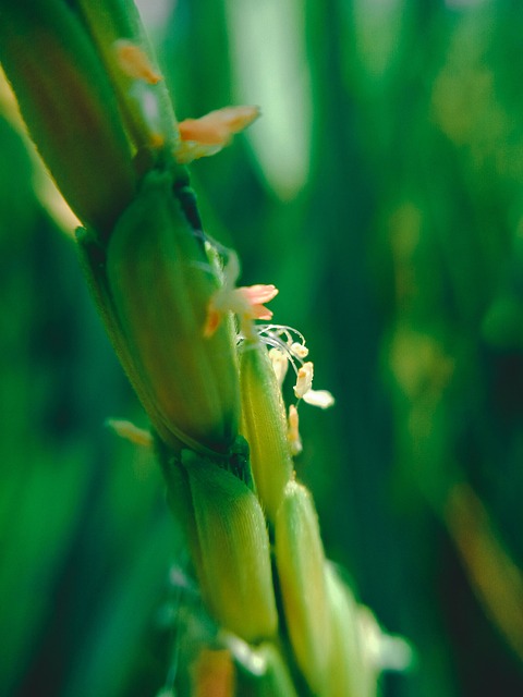 Floare Albă În Fotografie De Aproape