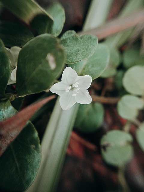Floare Albă În Fotografie De Aproape