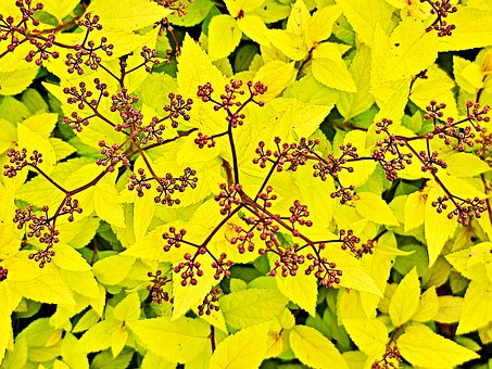 Free Leaves Tree illustration and picture