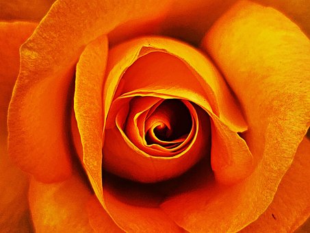 Free Flower Rose illustration and picture