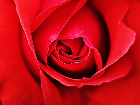 Free Rose Flower photo and picture
