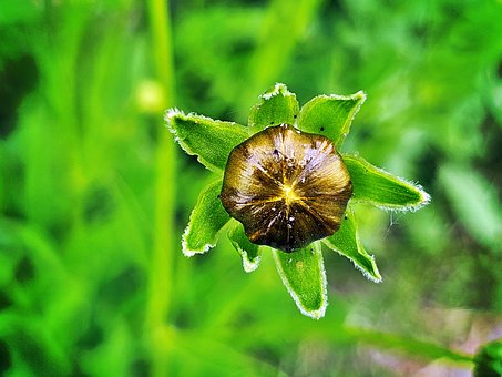 Free Mystical 꽃 photo and picture