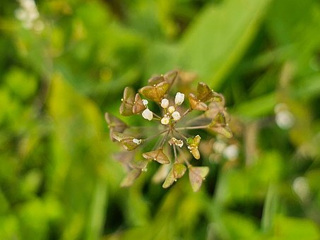 Free Wildflowers 꽃 photo and picture