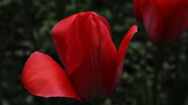 Free Flower Tulip photo and picture