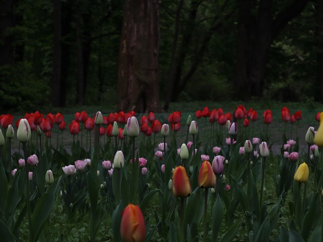 Free Tulips Spring photo and picture