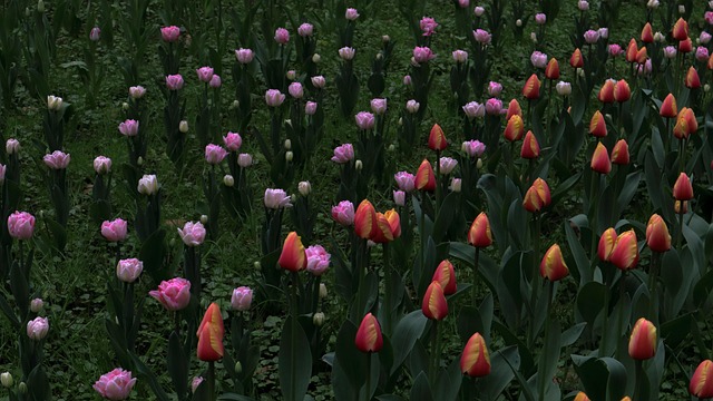 Free Tulips Spring photo and picture