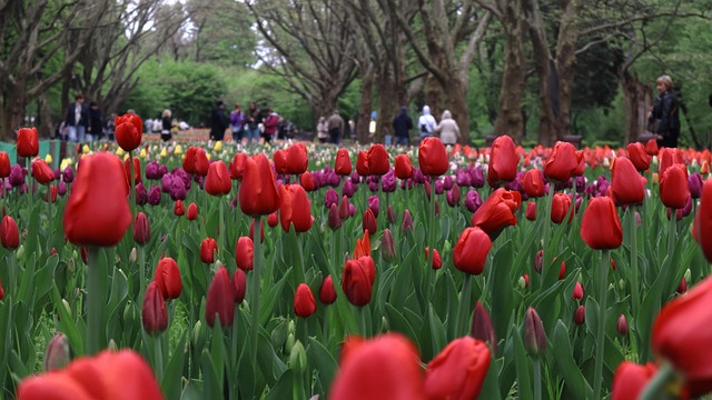 Free Tulips Spring photo and picture