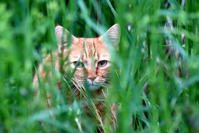 Free Animal Cat photo and picture
