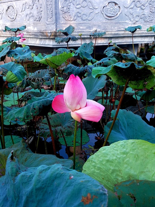 Vietnam Asia Lotus - Free photo on Pixabay - Pixabay
