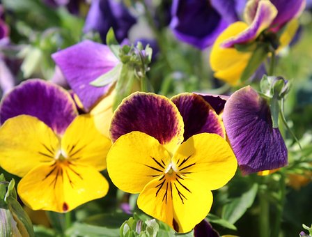 Bloemen, Viooltjes, Bloemenbed, Bloeiend