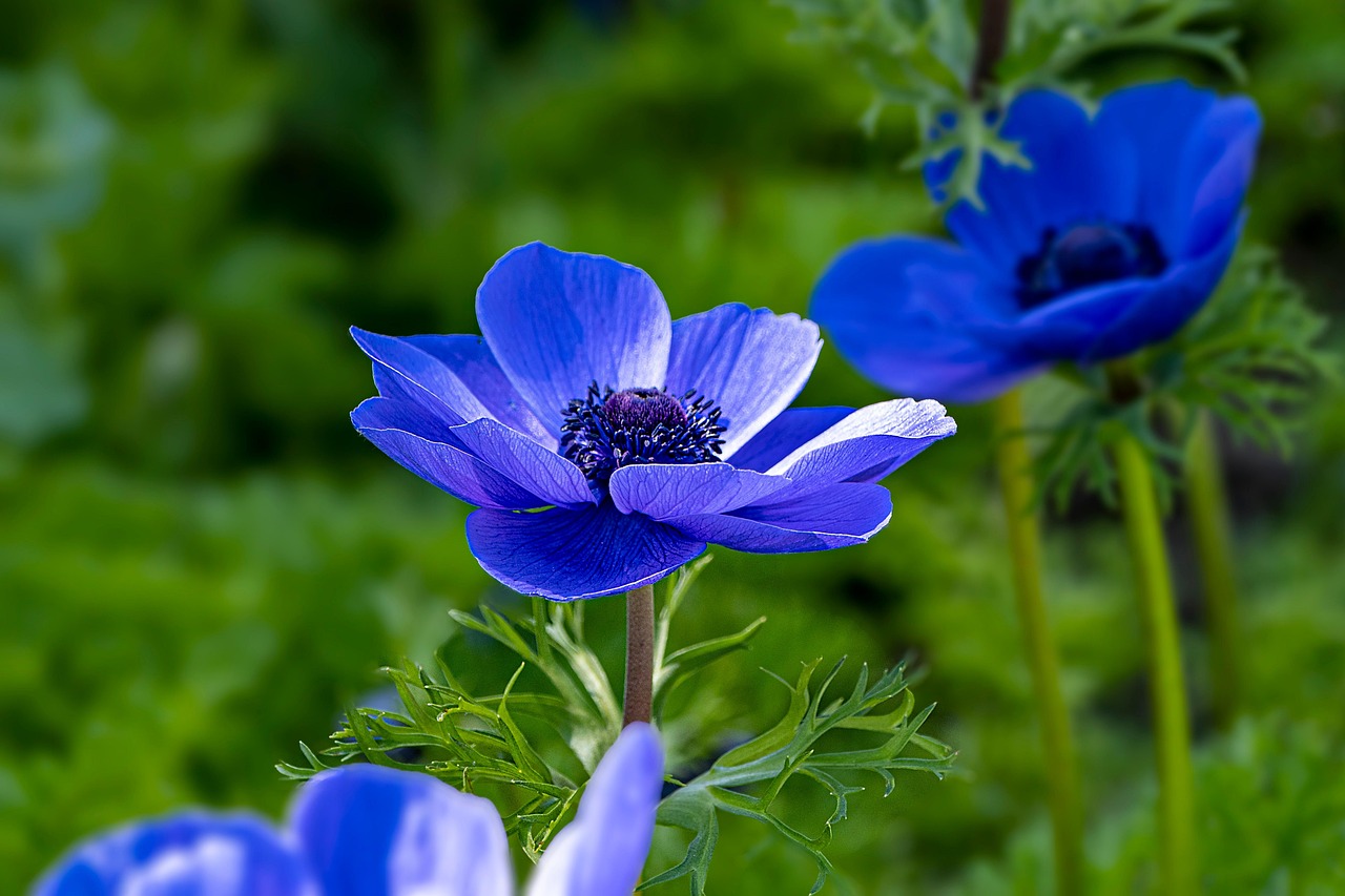 flowers-petals-pistils-free-photo-on-pixabay-pixabay