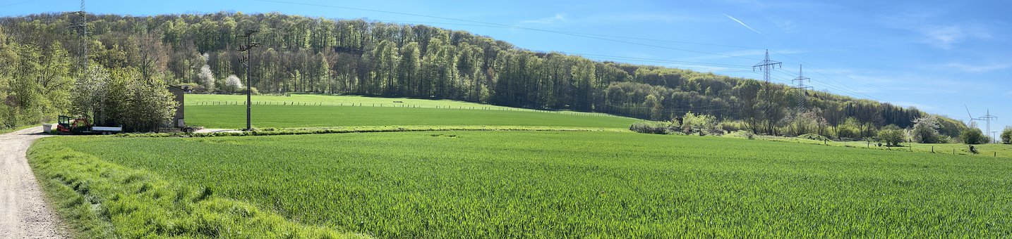 Free Nature Forest photo and picture