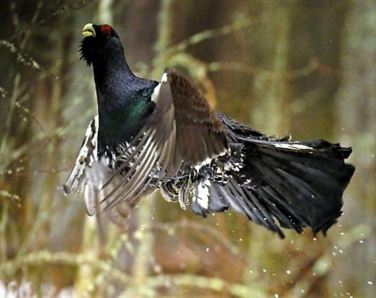 Grouse Bird Courtship Dance - Free photo on Pixabay - Pixabay
