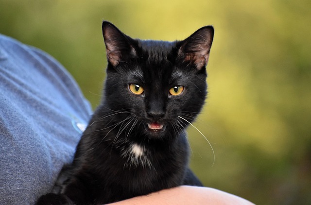 Free Cat Feline photo and picture