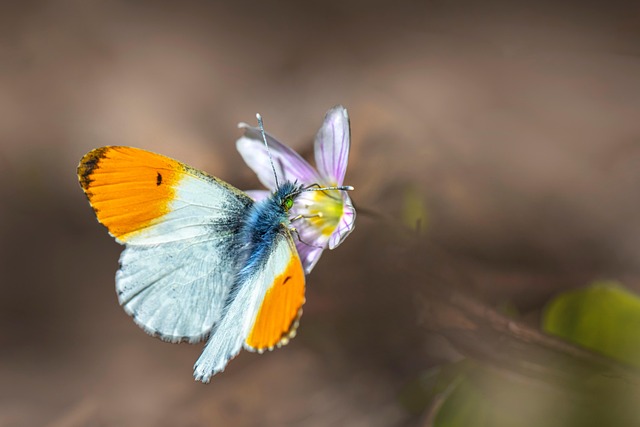 Tip Insect Orange Tip Butterfly Insect - Free photo on Pixabay
