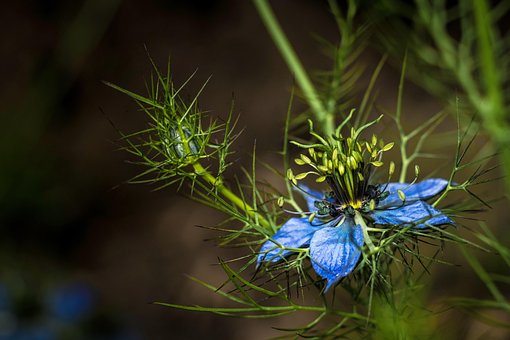 Free Flower Nature photo and picture