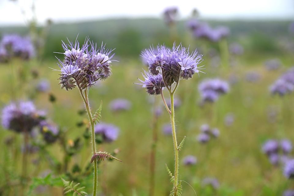 Fleurs Phacélie À Feuilles De - Photo gratuite sur Pixabay - Pixabay