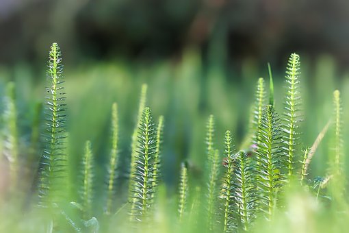 Free Plants Grass photo and picture